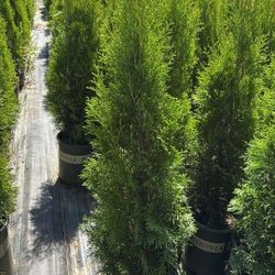 Arborvitae 3to 4 Feet