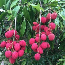 Brewster Lychee Tree