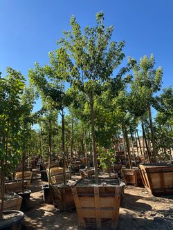 Tabebuia pink trumpet tree 36”box