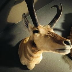 Pronghorn antelope Shoulder Mount Taxidermy 