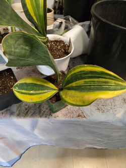 Sansevieria Mansoniana variegated yellow.