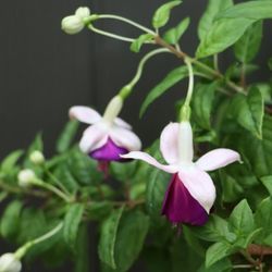 Live Healthy Plant Blooming Fuchsia Double Soft Pink Purple Beautiful 1-gal