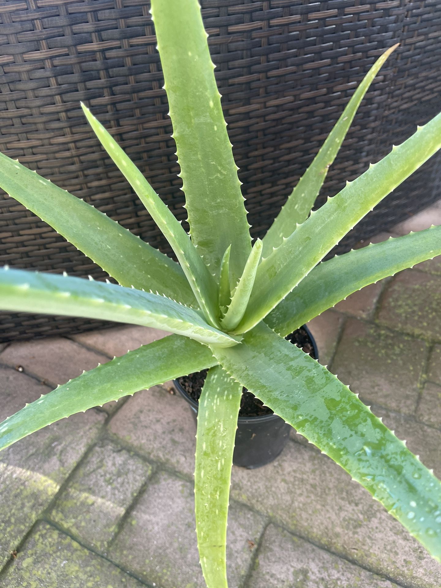 Organic ALOE VERA plant, healthy, green