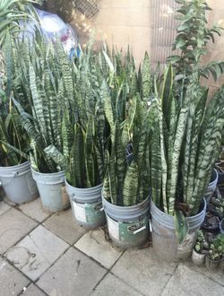 CHEAPpurifier Snakeplant Sansevieria Tigertail Green Yellow Plant Tree Flower