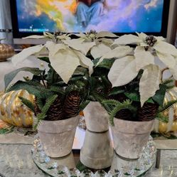 POINSETTIA  PLANTS 🪴  USED GOOD  $13 FOR ALL