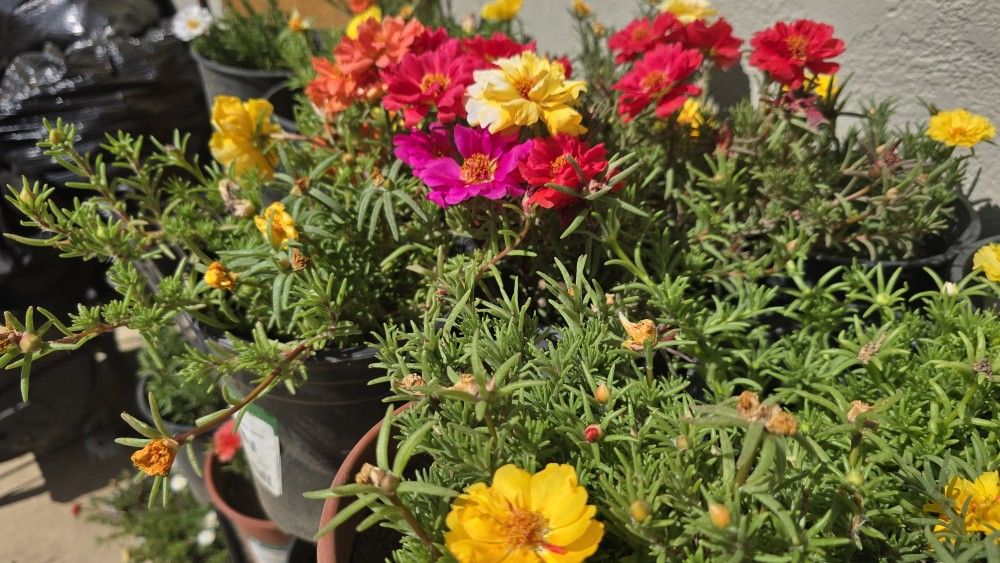 Flower Plants 