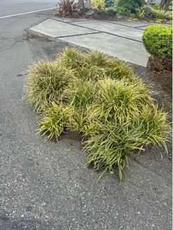 Free plants