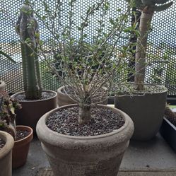 Rare Boojum Tree Fouquieria Columnaris In Pot