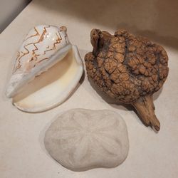 Real Seashell Beach Decor