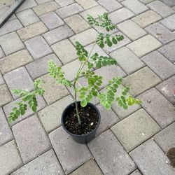 Moringa Tree