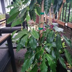 Avocado Tree