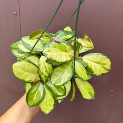 6” hoya lisa