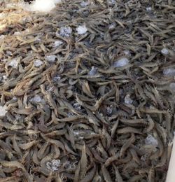 Camarón Fresco Recién llegando De Sinaloa