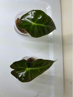 Alocasia Amazonia Polly