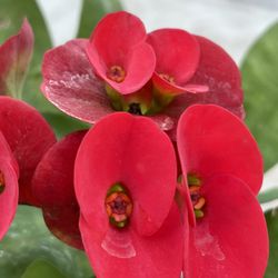 Corona De Cristo Capa Del Torero 35