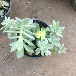 Assorted Plants