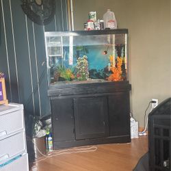 Fish Tank 