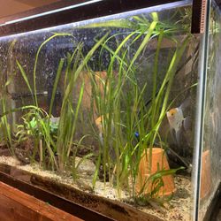 30 Gallons Fish Tank Including 2 Angel Fish 