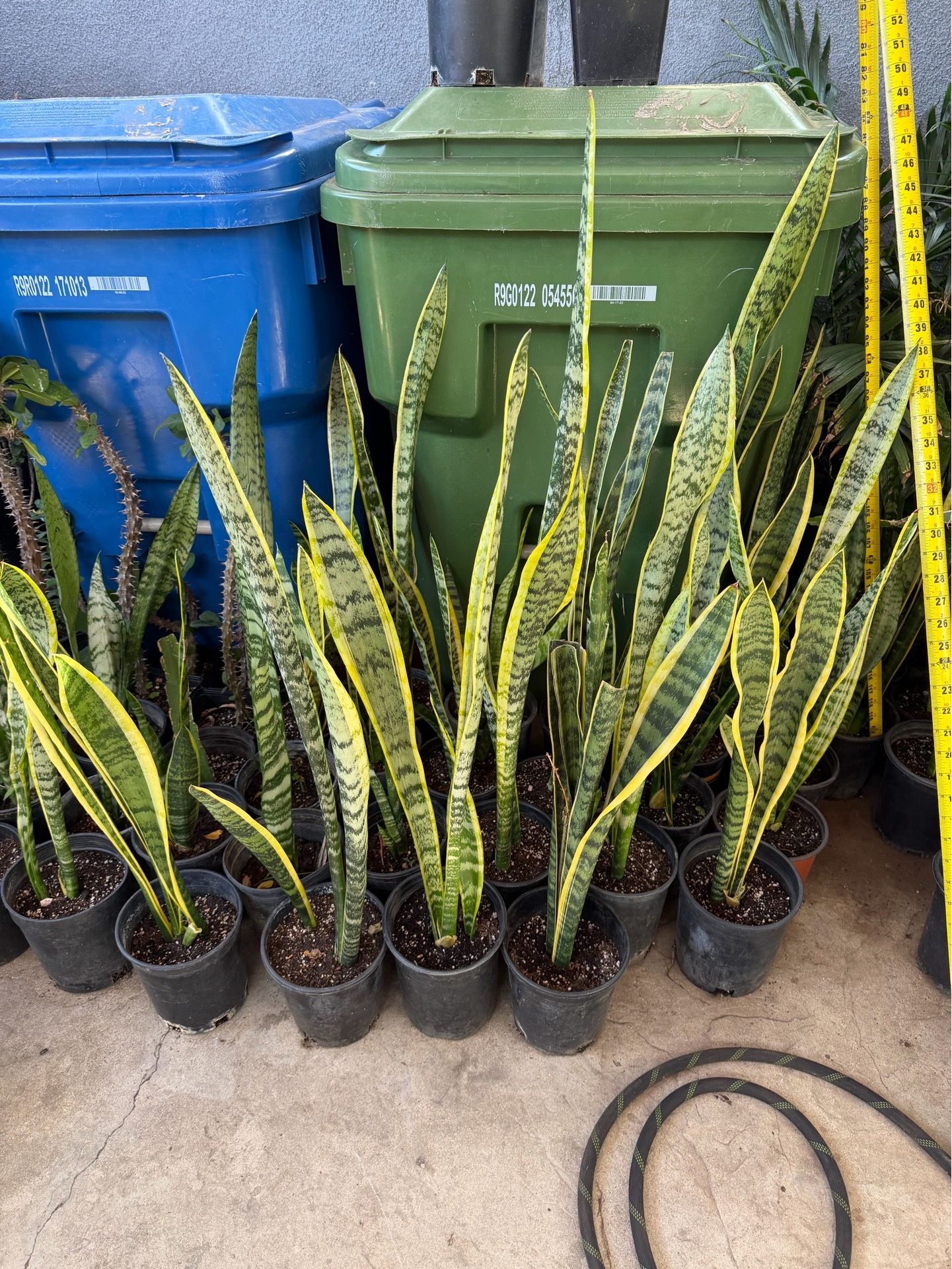 Snake plant