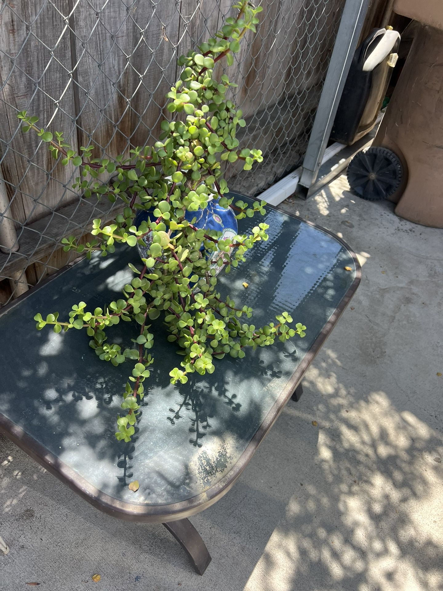 Small. Patio. Table. And. Plant