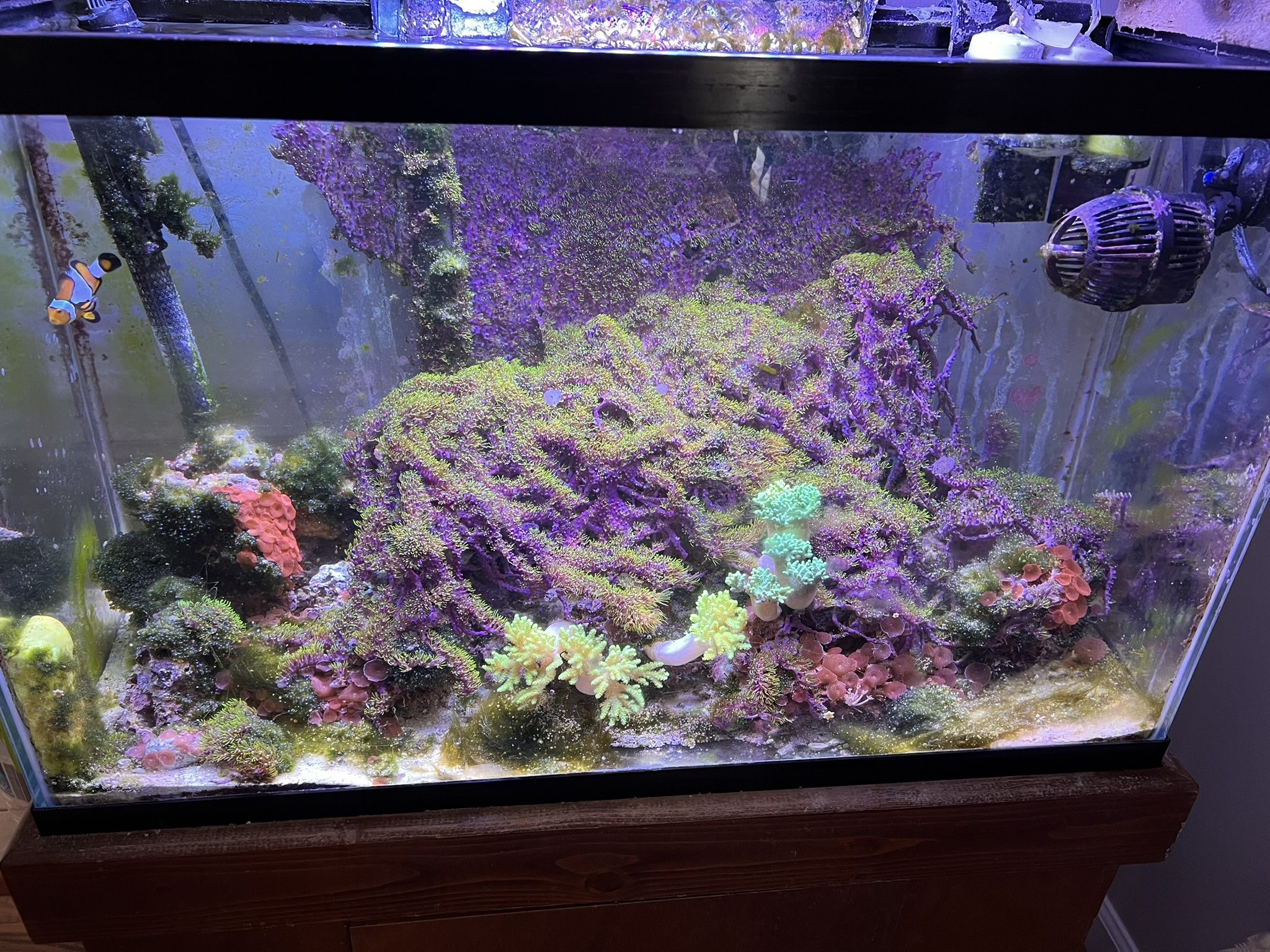 View of 30 Gallon Saltwater Aquarium for Sale in Gastonia, NC - OfferUp