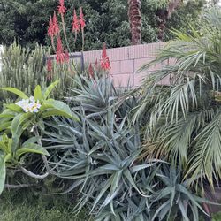 Aloe Vera Orange Flowers Plant In Pot  Suculent Oregano