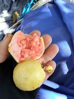 Organic guava