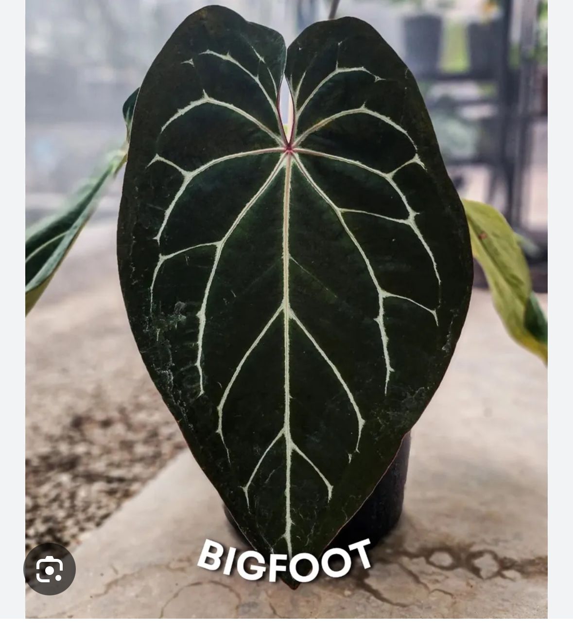 Anthurium Bigfoot X Self for Sale in San Diego, California - OfferUp