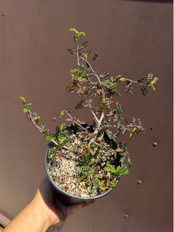 Bonsái Operculicarya decaryi in one gallon pot