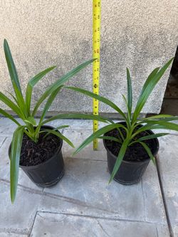PANDAN plant SALE -  Lá Dứa