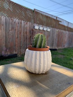 Cactus w/ cactus planter