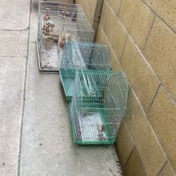 Bird Cages