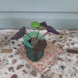 Purple Vine