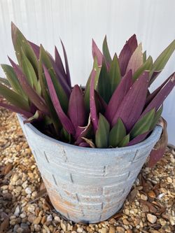 Plants In pots