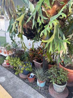 Garden plants