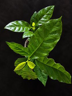 Coffee Plant (Coffea arabica) #5
