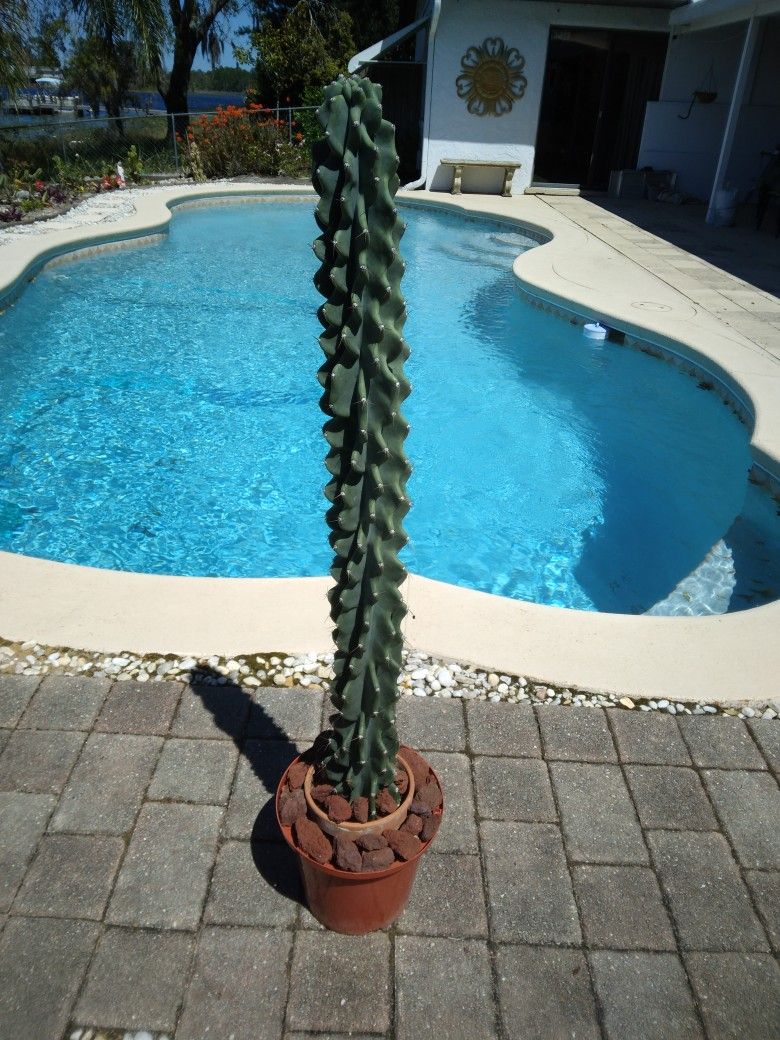 42" - 3 Ft 6" Tall Monstrose Peruvian Apple Cactus Cutting $90 -Ship $16 -White Flowers Red Edible Fruit 