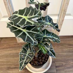 Alocasia Amazonica Polly