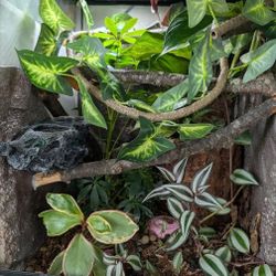 Gargoyle Gecko + Full Bio Setup