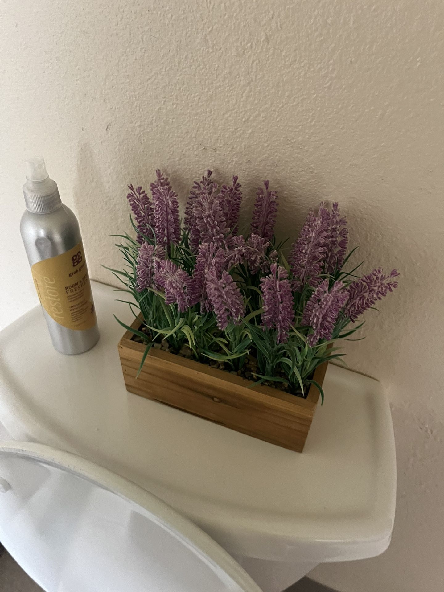 Lavender Plant
