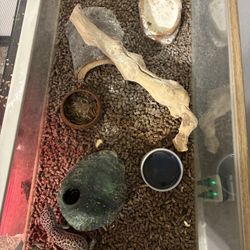 Female Leopard Gecko 5-20 Ish Gallon Tank