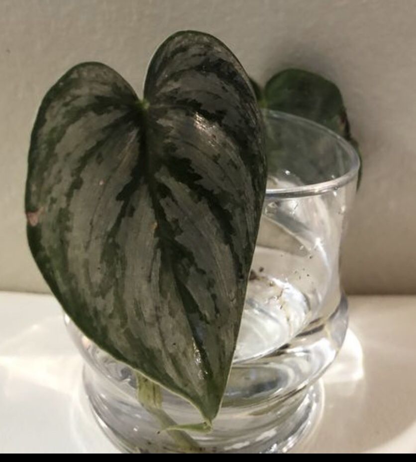 Philodendron Brandiatum House Plant Brandy Cutting one leaf one node