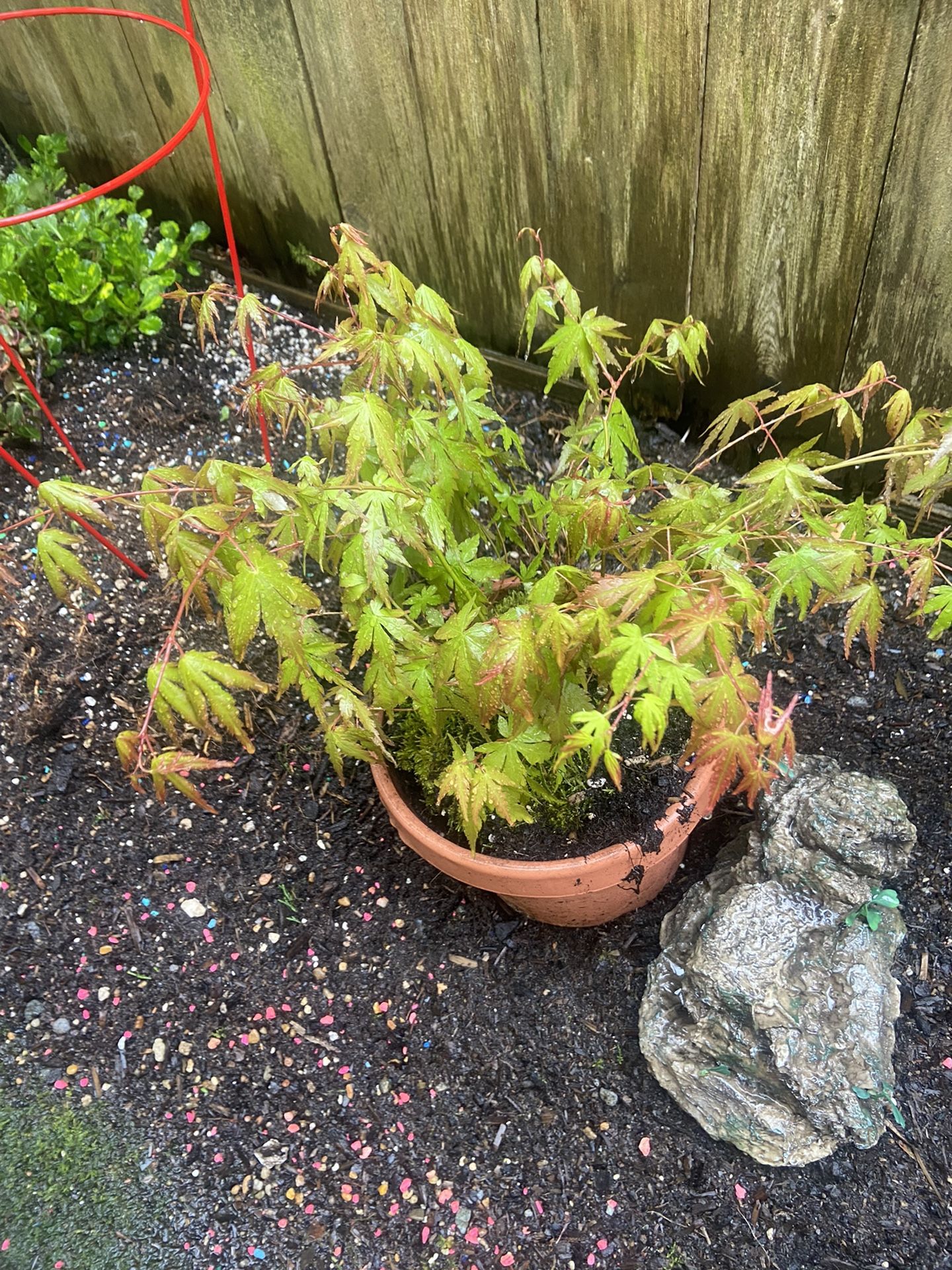 4 Potted Plants