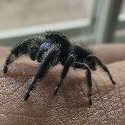 Regal Jumping Spider (Male)