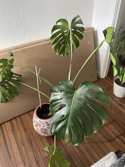 Monsterra Plant In Designer Por