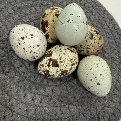 Quail Eggs 