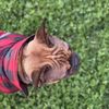 Diego