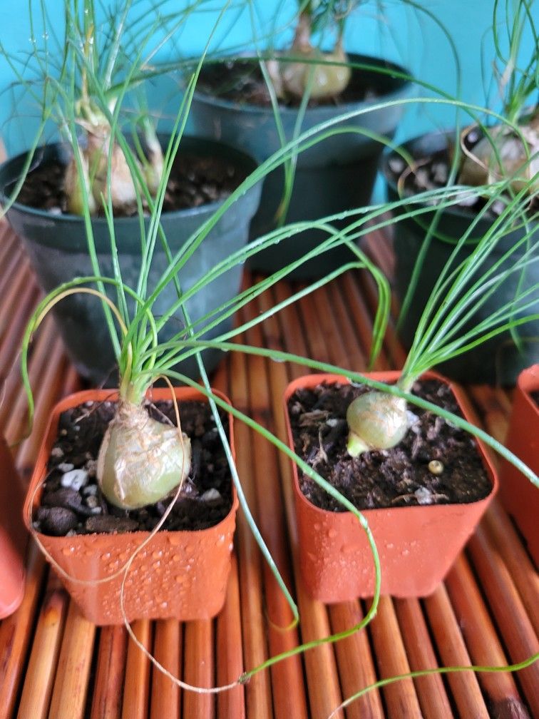 Albuca Augrabies Hill Succulent Plant