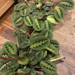 Rabbit’s Foot Plants aka Prayer Plants