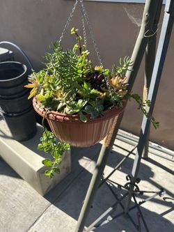Succulent Plant